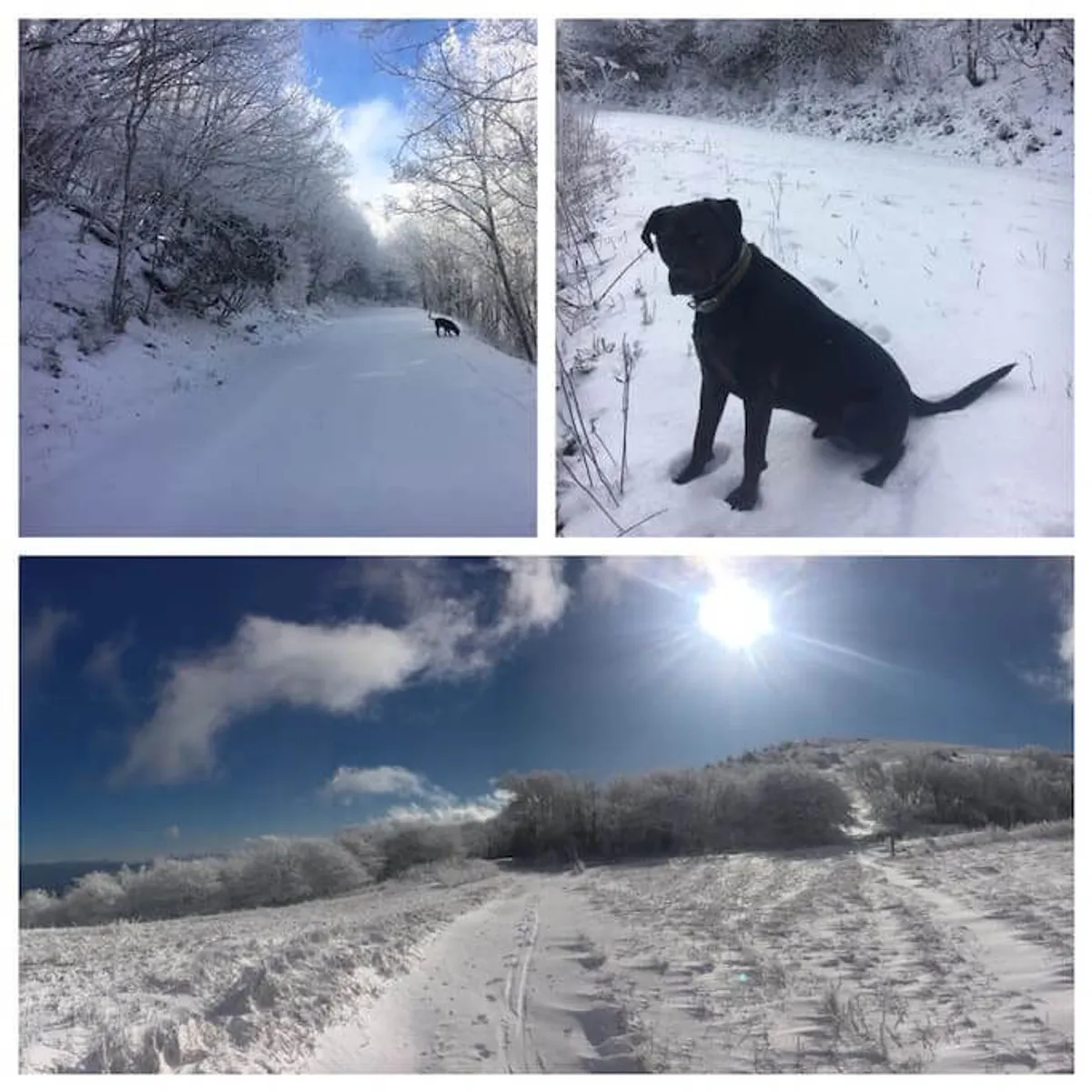 A peaceful exterior scene featuring a snow-covered landscape, a dog sitting in the snow, and sunlight illuminating the winter setting. The open space and playful pet evoke a sense of freedom and nature-based leisure, ideal for outdoor exploration.