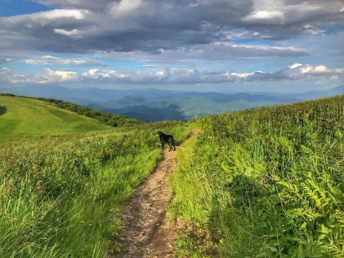 A sunlit pathway with a dog walking amidst rolling hills and distant mountains, inviting viewers to imagine a solo or companionable adventure in nature. The open sky and wildflowers add to the sense of freedom and exploration.